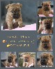  - CHIOTS CAIRNS TERRIER LOF DISPONIBLES A LA RÉSERVATION