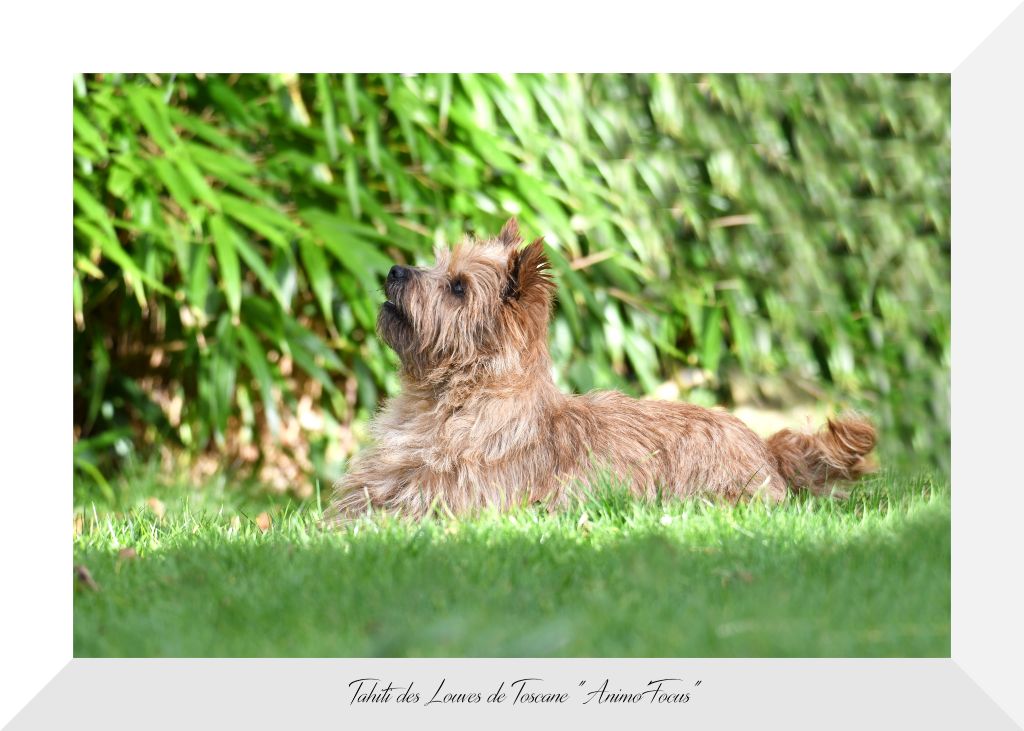 Tahiti des Louves de Toscane