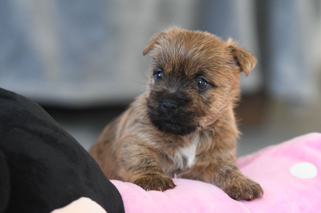 des Louves de Toscane - Chiot disponible  - Cairn Terrier