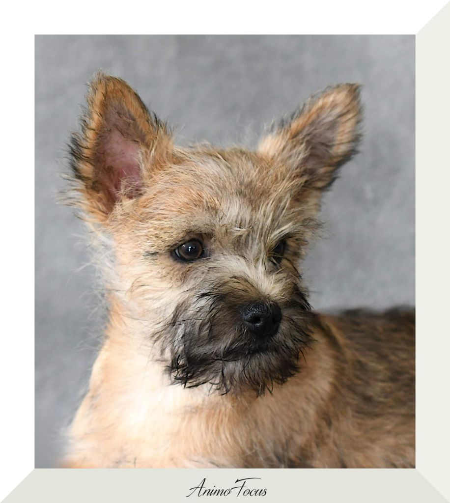 chiot Cairn Terrier des Louves de Toscane