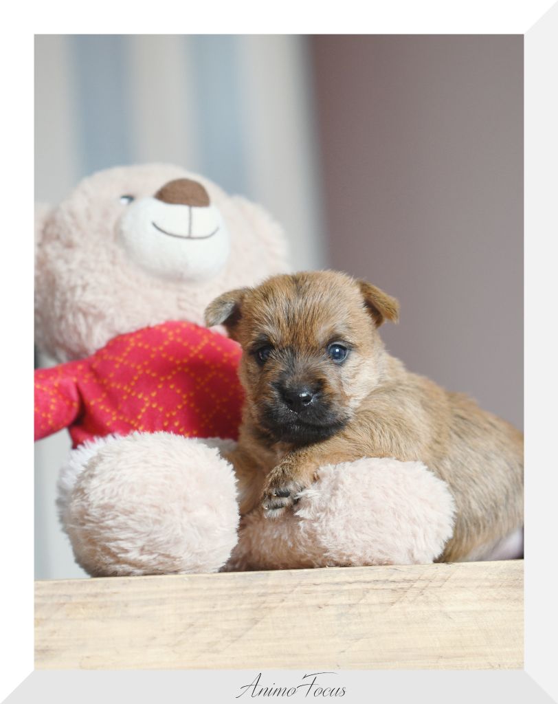 des Louves de Toscane - Chiot disponible  - Cairn Terrier