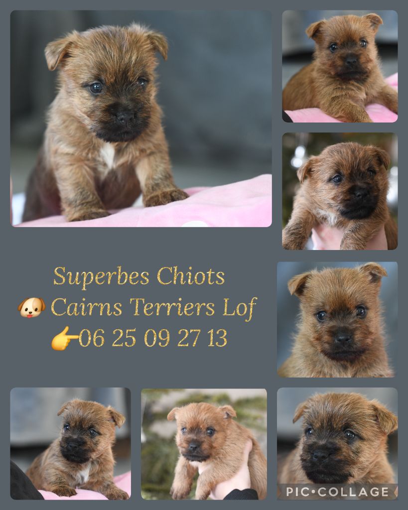 chiot Cairn Terrier des Louves de Toscane