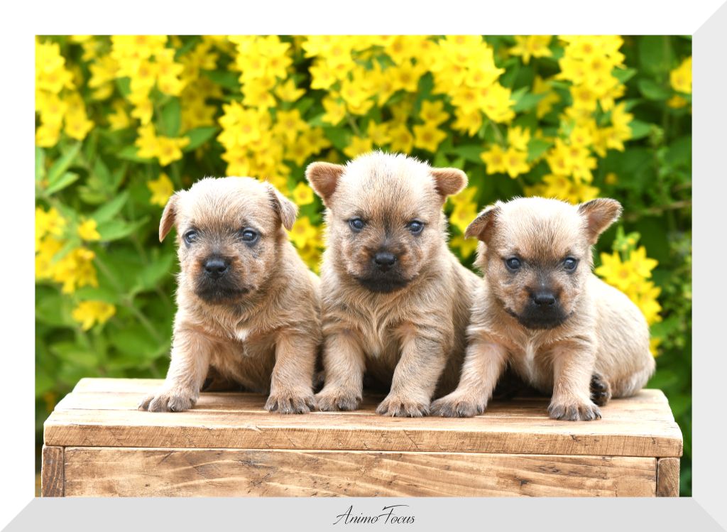 chiot Cairn Terrier des Louves de Toscane