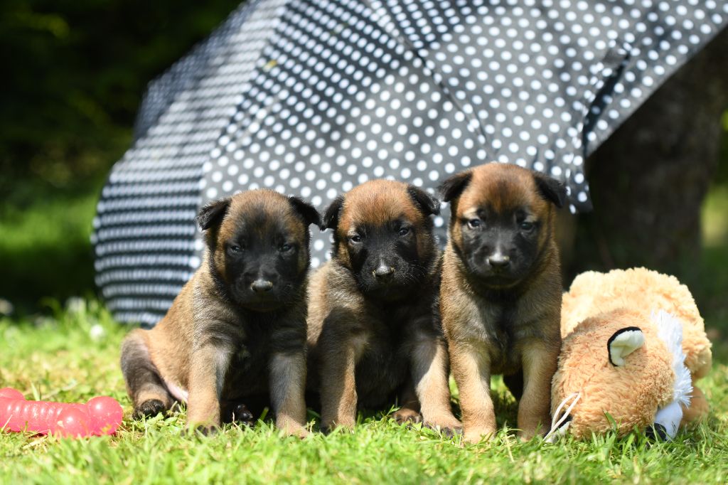 chiot Berger Belge des Louves de Toscane