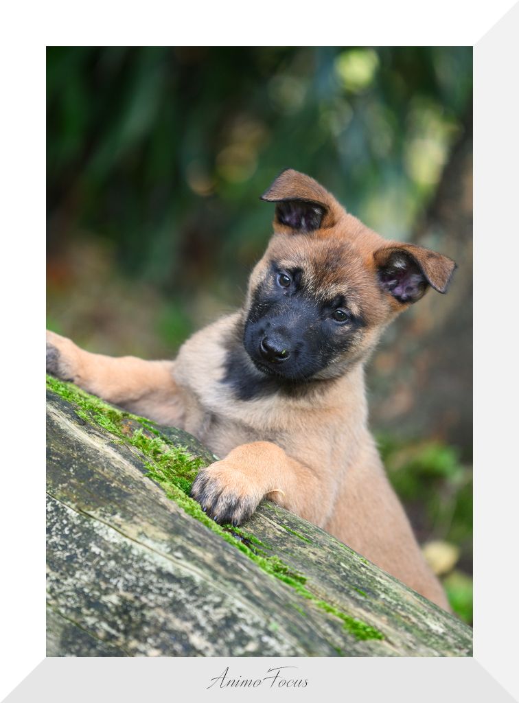 chiot Berger Belge des Louves de Toscane