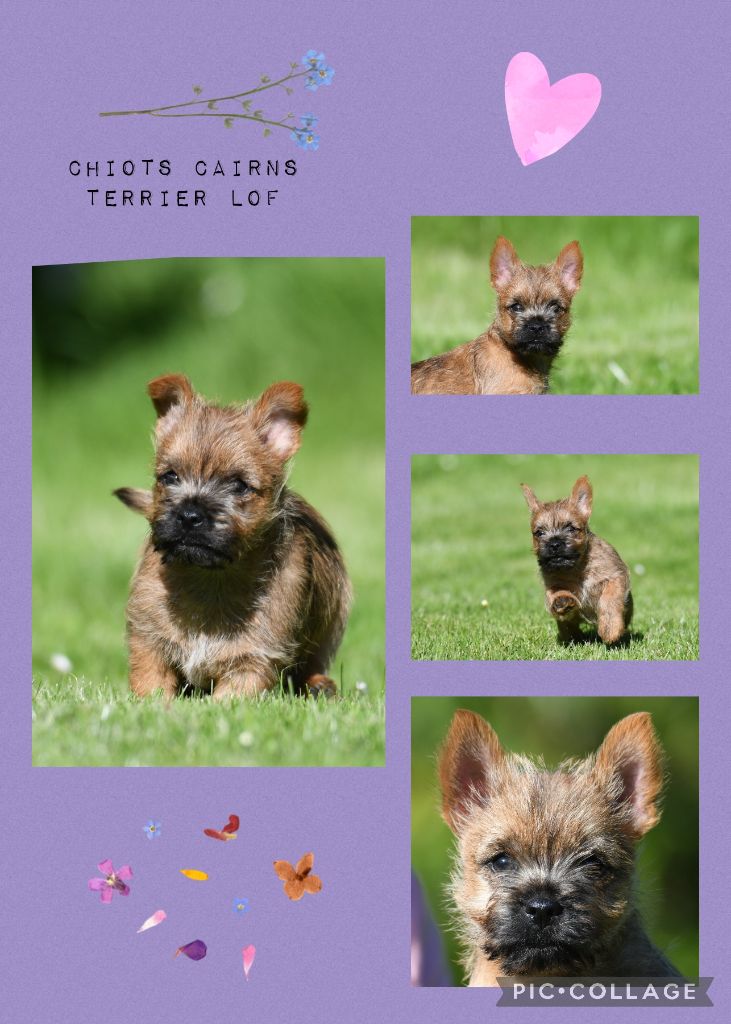 chiot Cairn Terrier des Louves de Toscane