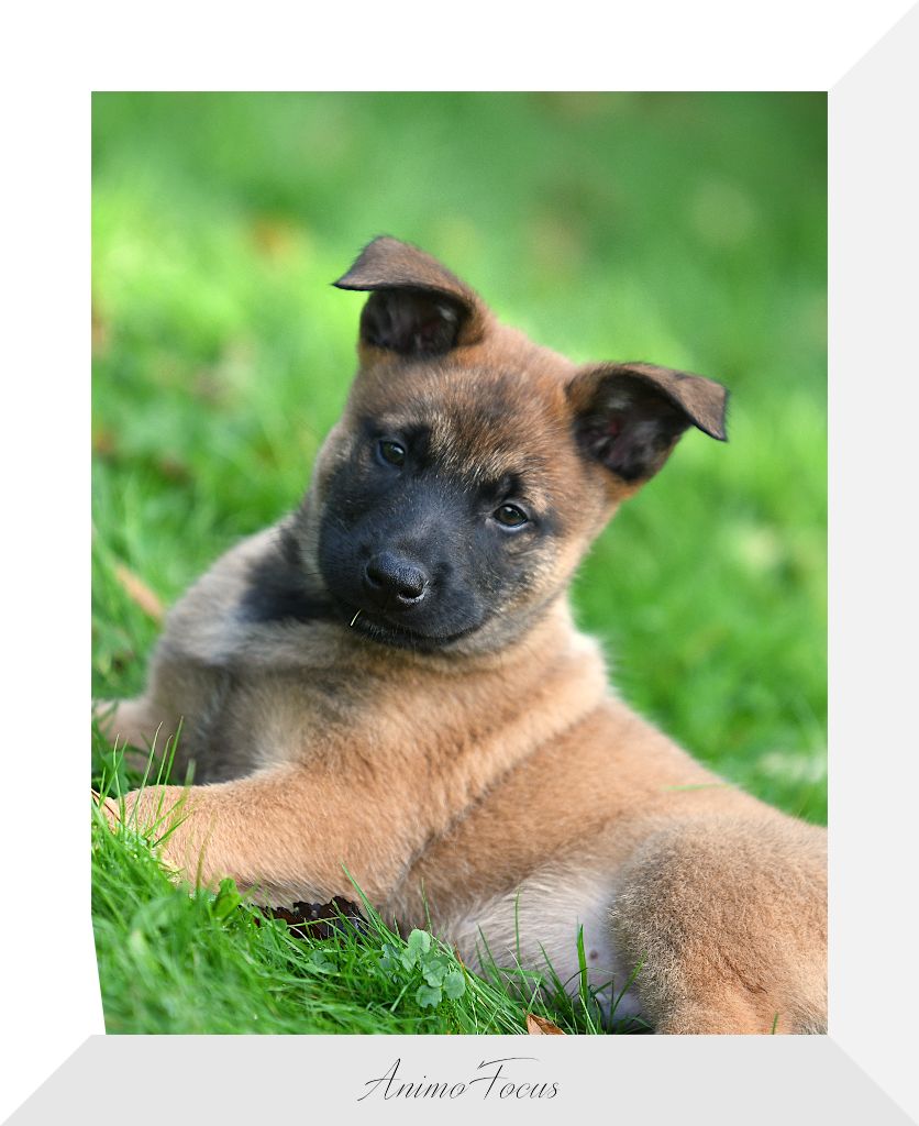 des Louves de Toscane - Chiot disponible  - Berger Belge