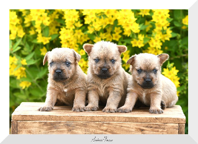 des Louves de Toscane - Cairn Terrier - Portée née le 03/06/2024