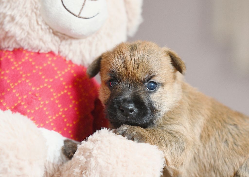 des Louves de Toscane - Chiot disponible  - Cairn Terrier