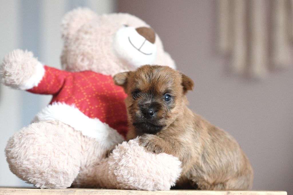 des Louves de Toscane - Chiot disponible  - Cairn Terrier