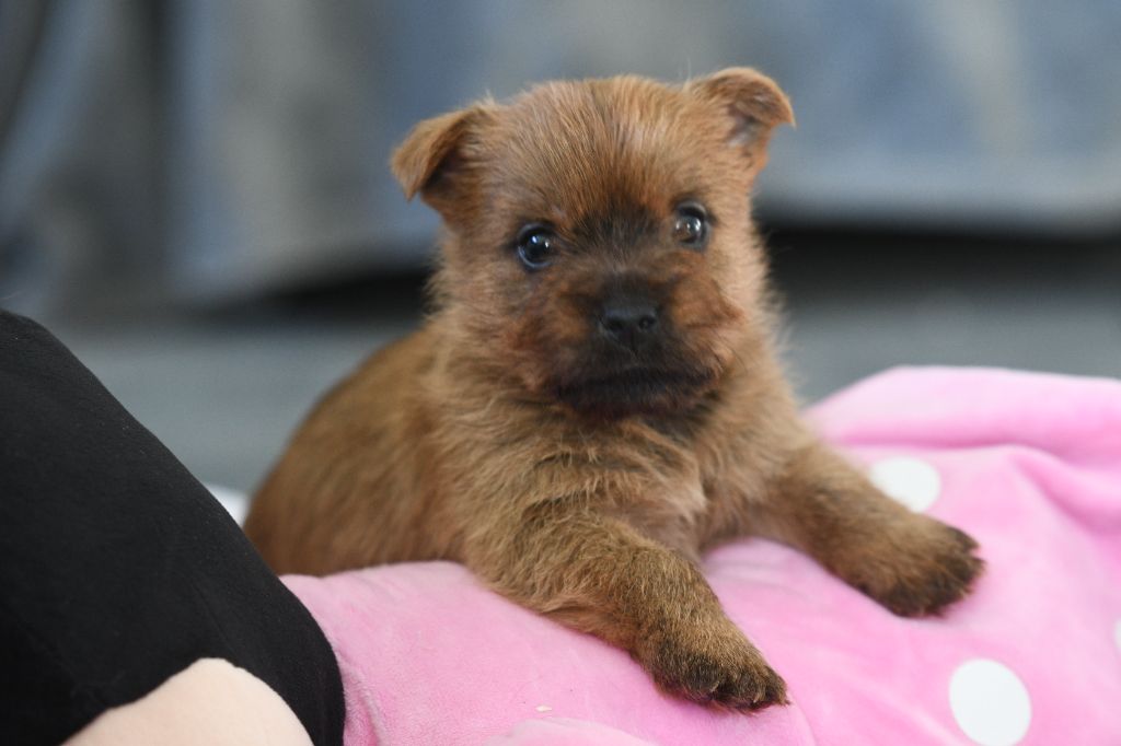 des Louves de Toscane - Chiot disponible  - Cairn Terrier