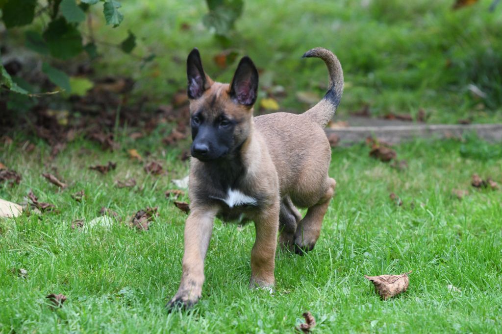 des Louves de Toscane - Chiot disponible  - Berger Belge