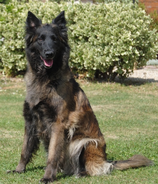 Ariane des Louves de Toscane