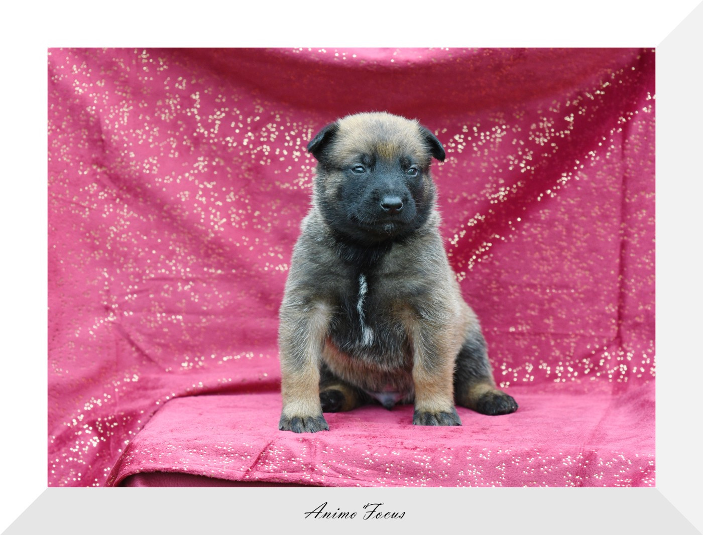 CHIOTS MALINOIS LOF BIENTÔT DISPONIBLES !