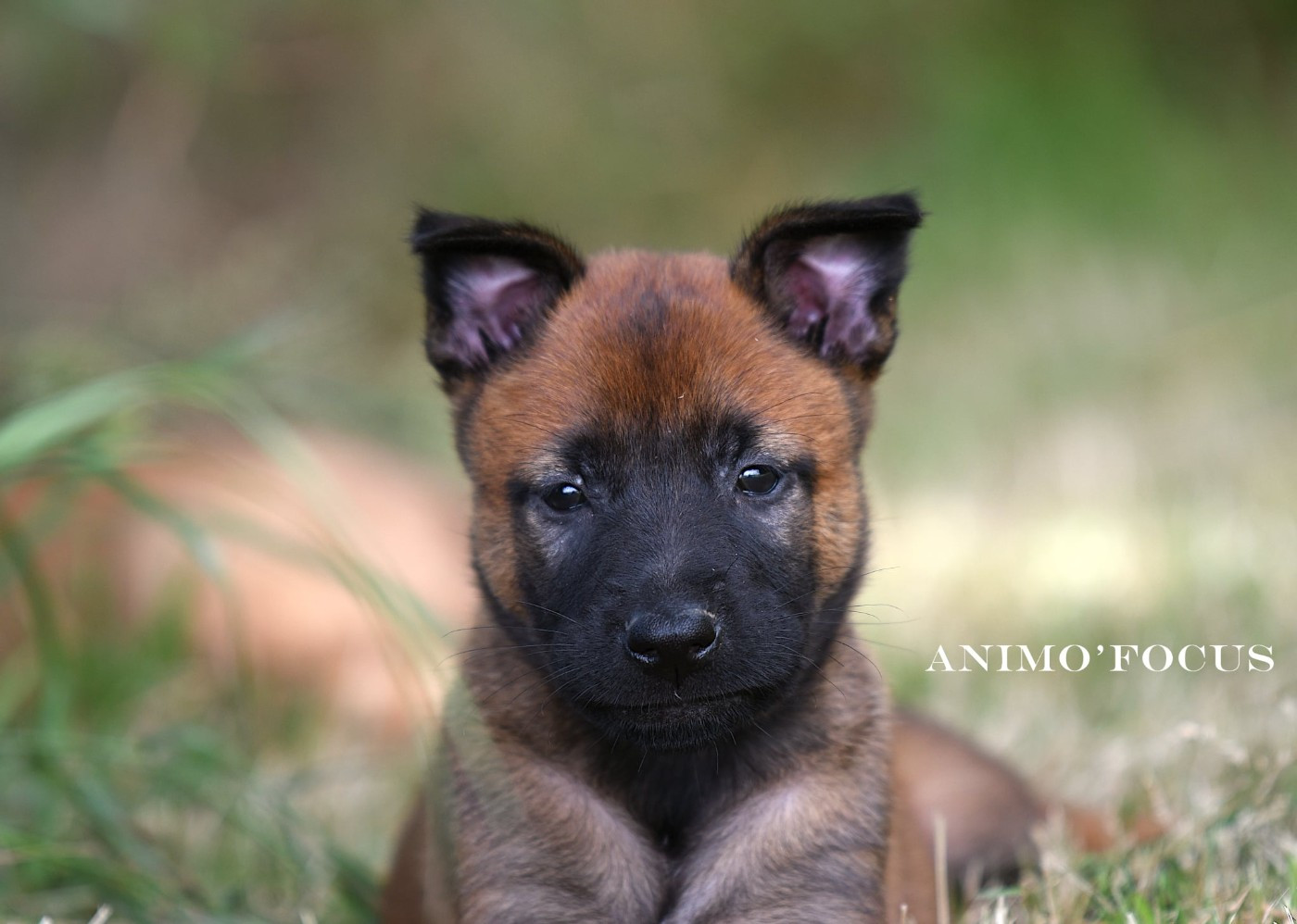 CHIOTS MALINOIS LOF BIENTÔT DISPONIBLES !