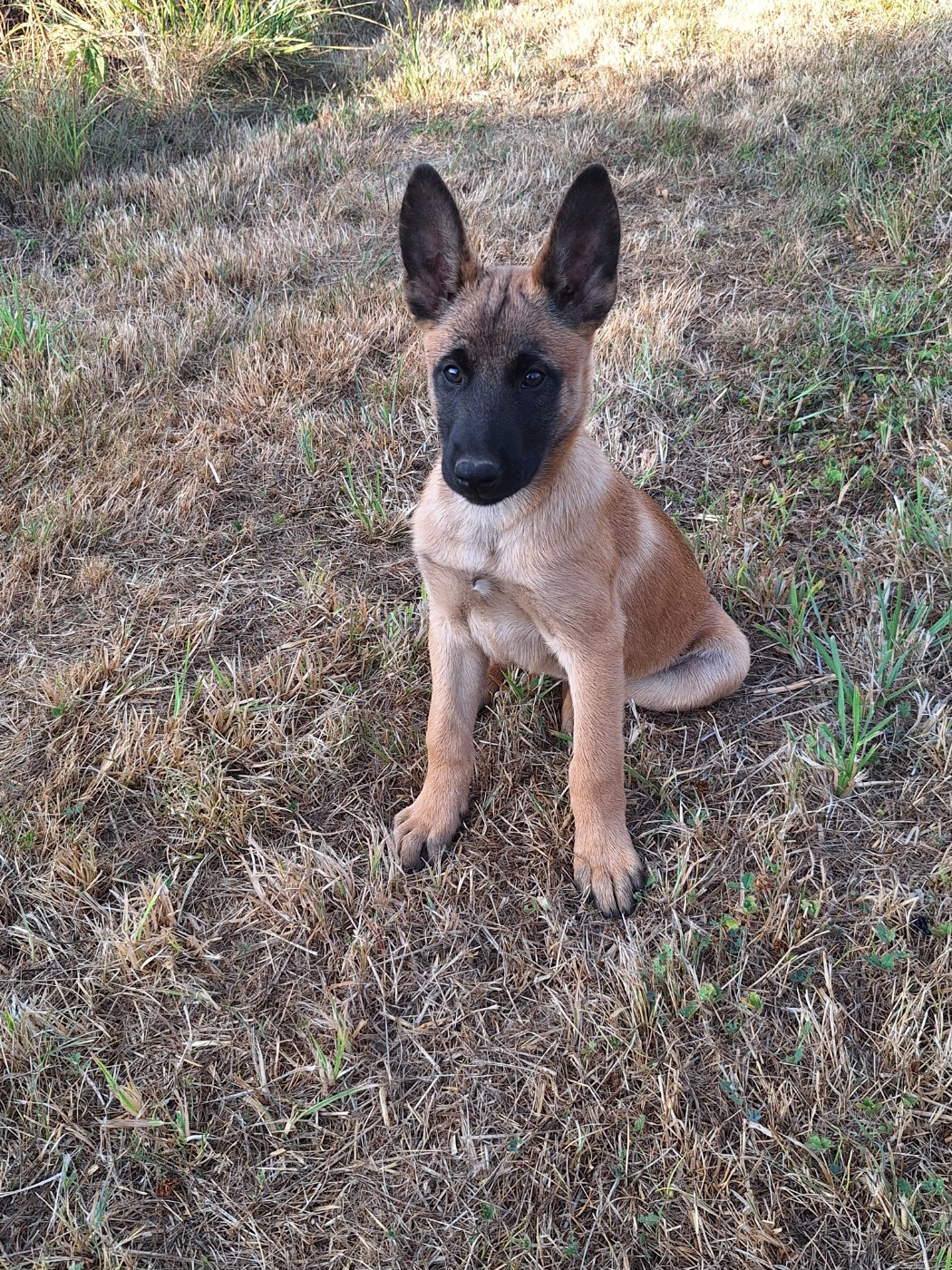 Superbes CHIOTS MALINOIS LOF DISPONIBLES !