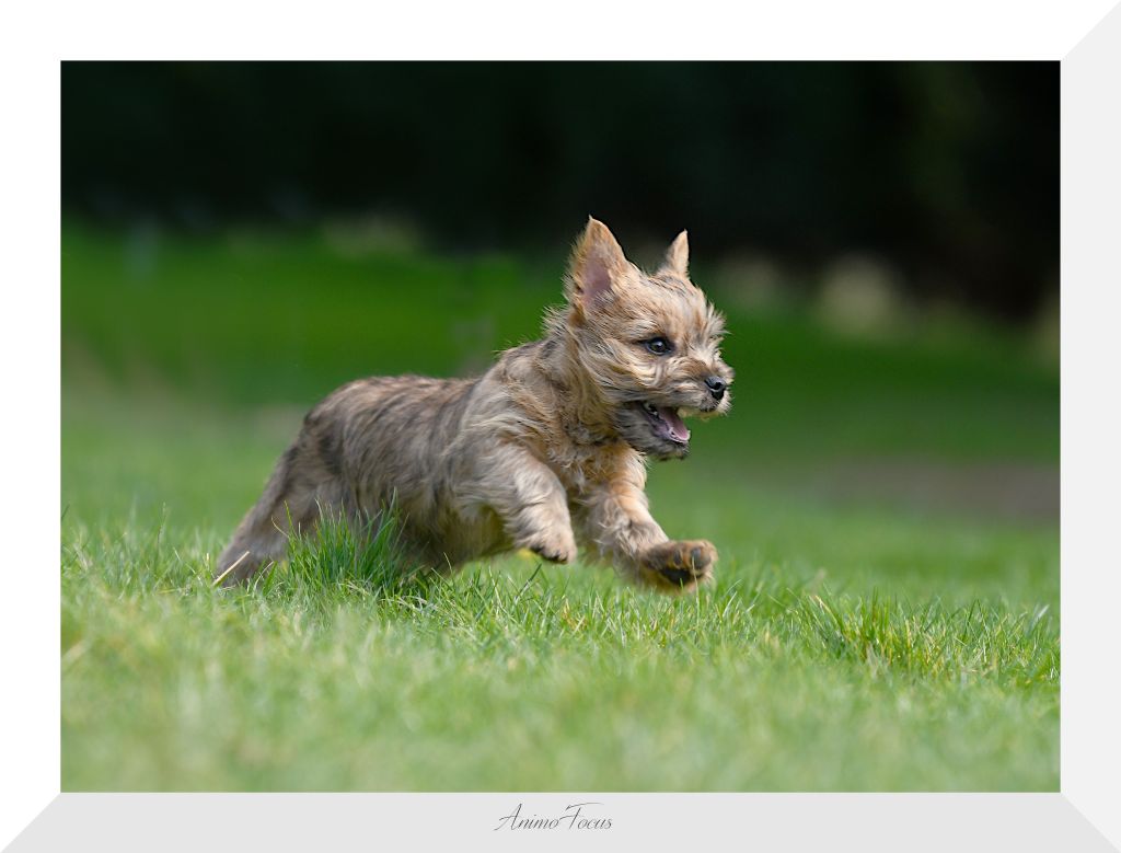 des Louves de Toscane - CHIOTS CAIRNS TERRIER LOF DISPONIBLES dès maintenant!