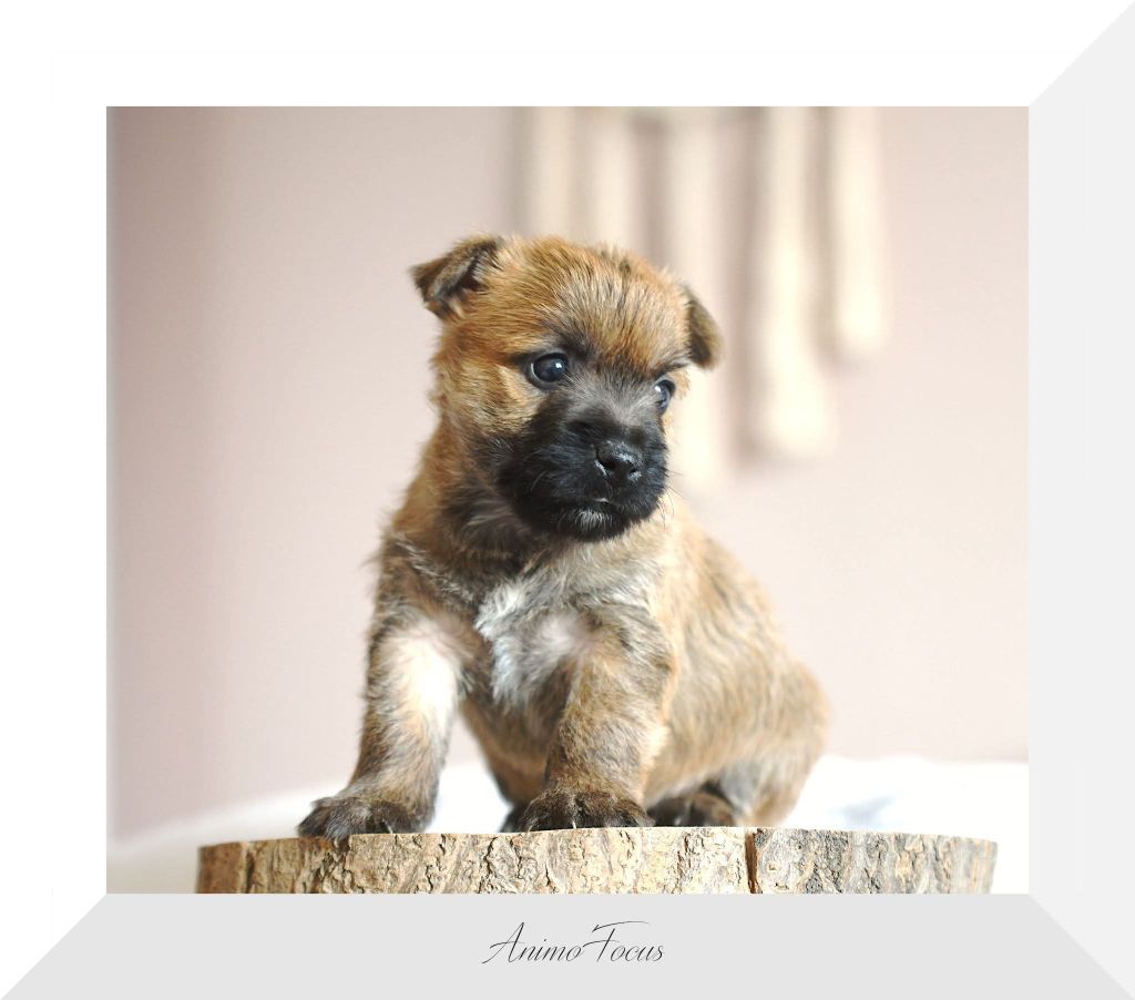 des Louves de Toscane - Naissance chiots Cairns Terriers lof disponibles fin septembre 