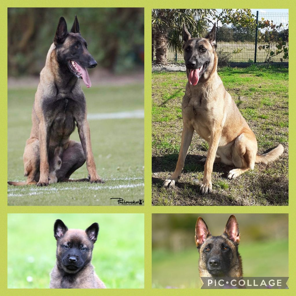 Chiots disponibles le 23 mars 2023 Siena/Orus