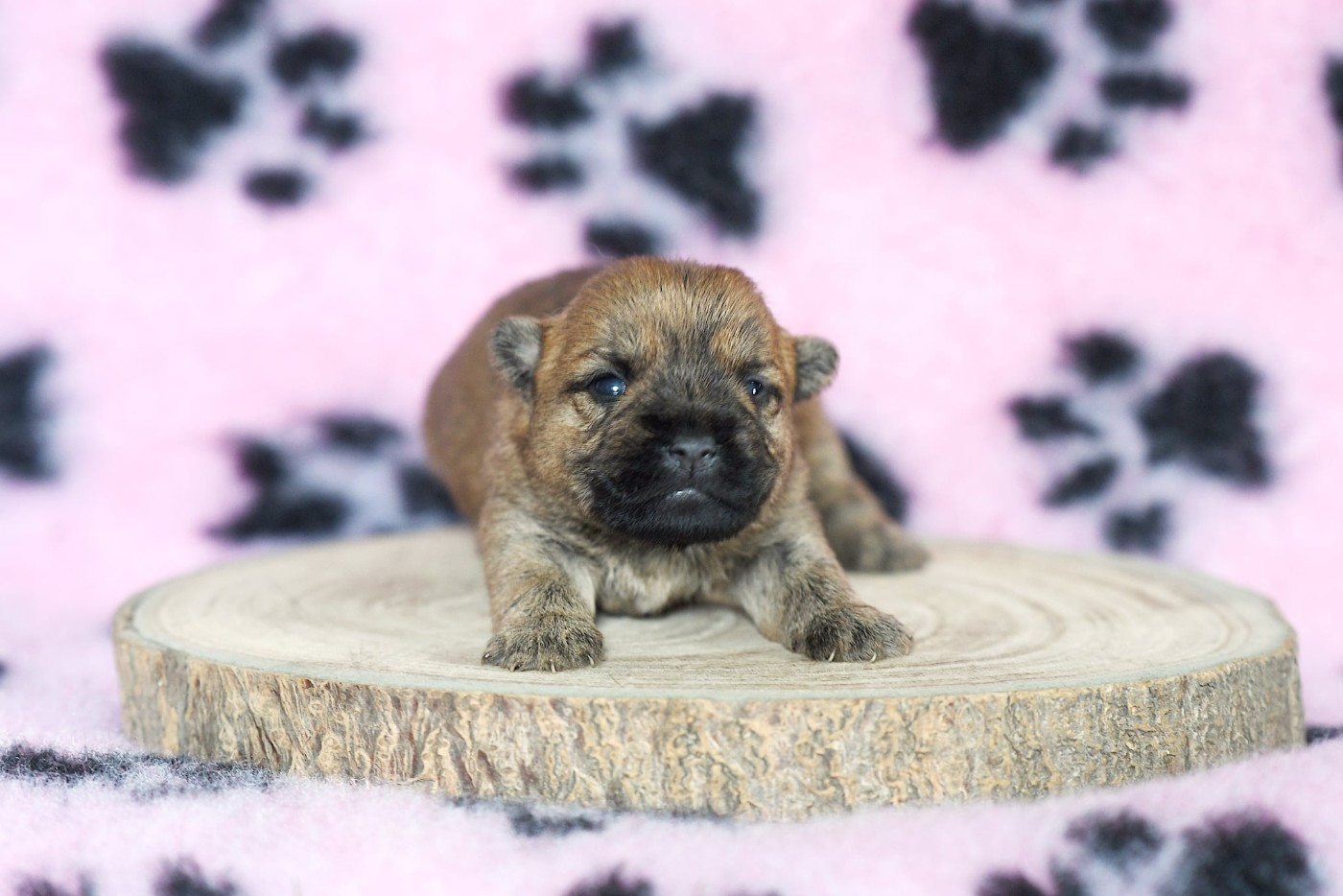 Chiots Vedette Et Range Rover