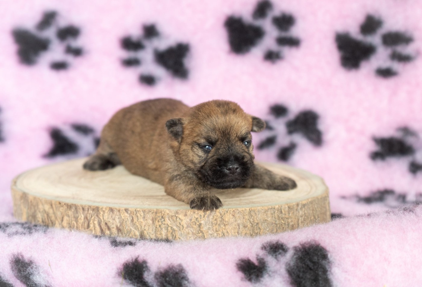 des Louves de Toscane - Chiots disponibles - Cairn Terrier