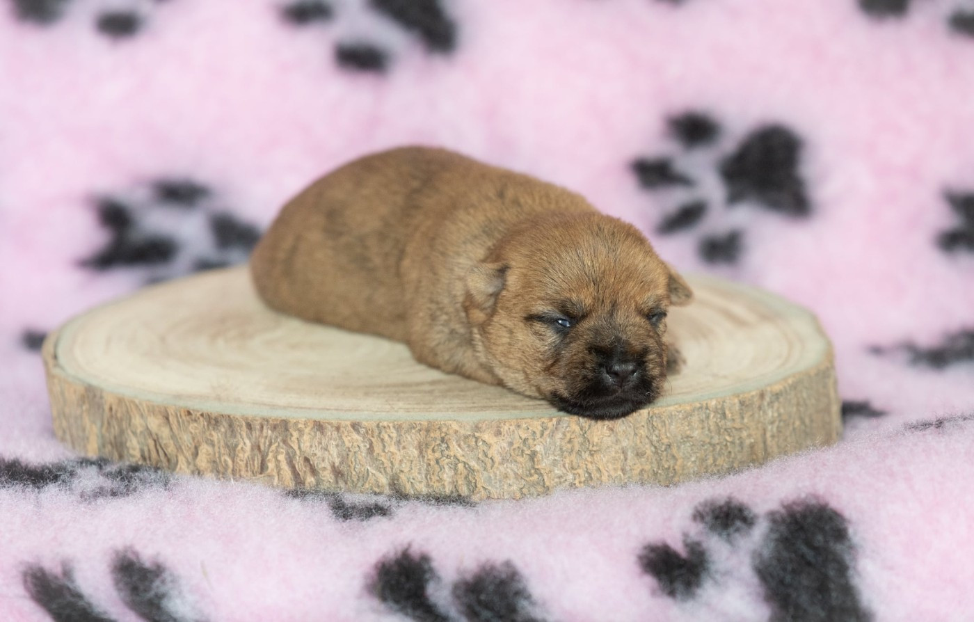 des Louves de Toscane - Chiots disponibles - Cairn Terrier