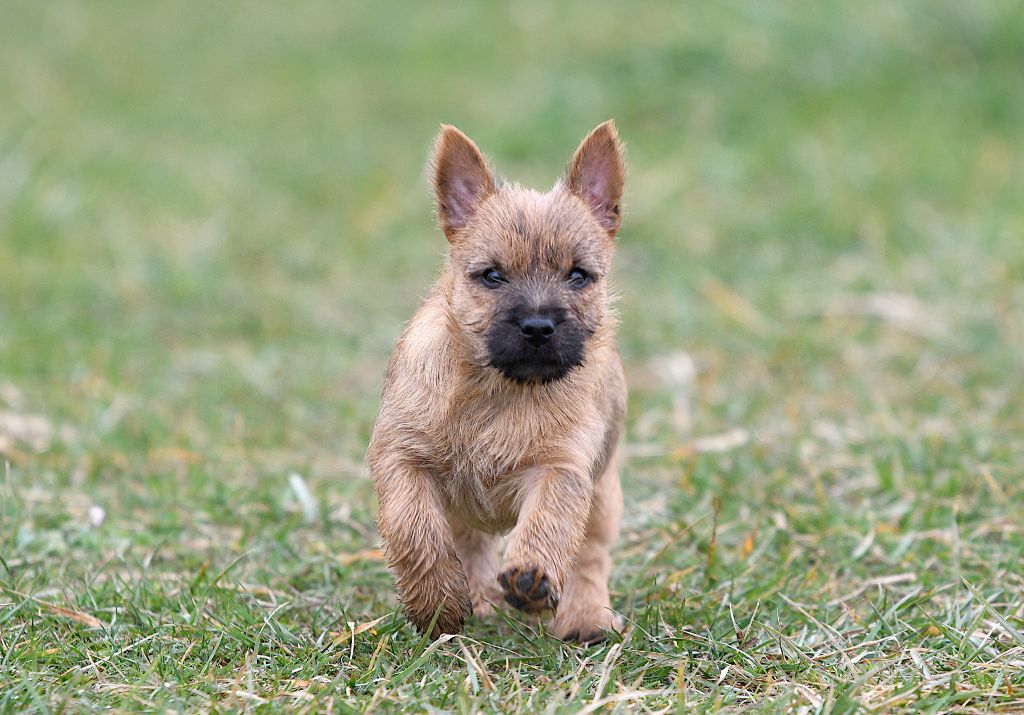 des Louves de Toscane - Cairn Terrier - Portée née le 01/01/2025