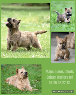 Chiot N°1