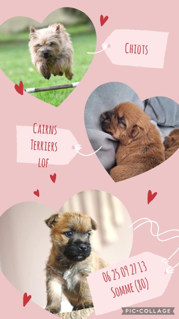 des Louves de Toscane - Cairn Terrier - Portée née le 31/07/2025